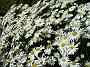 Aster dumosus Kristina2